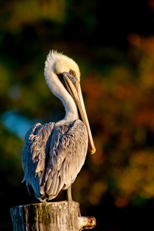 Copper Pelican